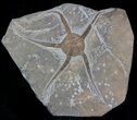 Large, Wide Ophiura Brittle Star Fossil #37038-1